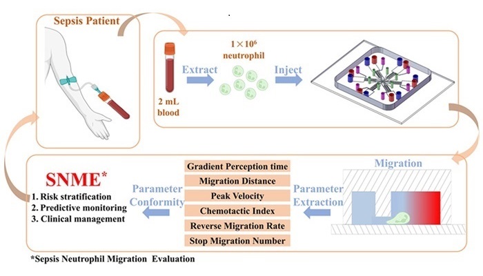 Imagen: El chip microfluídico analiza los comportamientos de migración quimiotáctica de los neutrófilos en pacientes con sepsis (Talanta, 2024; DOI: 10.1016/j.talanta.2024.126801)